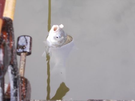 隠れ谷池(管理釣り場 橋本市) ヘラブナ釣り 6枚