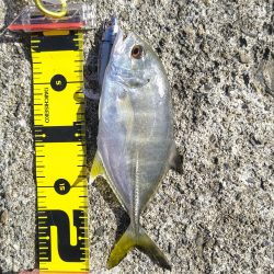 紀の川でフラットフィッシュ釣行