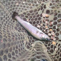 約一年ぶりの管理釣り場。魚いるの?