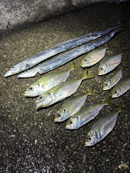 太刀魚不調でも良型アジ好調