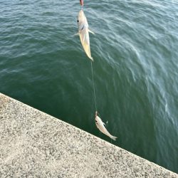 ★★びっくりキス最大の釣果になった★★