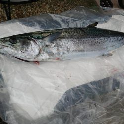 伊勢湾奥サワキャス