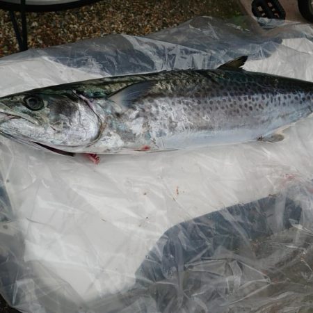 伊勢湾奥サワキャス