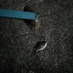 冬到来 おせんの時期