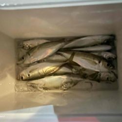 アジング ツ抜け