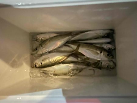 アジング ツ抜け