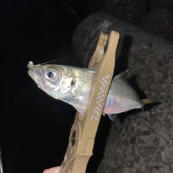 アジングナイト 好調維持