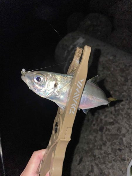 アジングナイト 好調維持