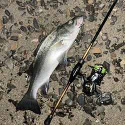 久々セイゴ祭り!