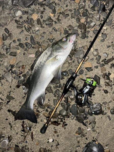 久々セイゴ祭り!