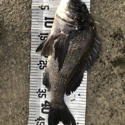 イチノ兄弟、釣果!