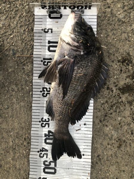 イチノ兄弟、釣果!