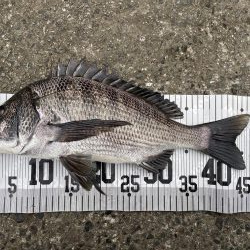 イチノ兄弟、釣果!