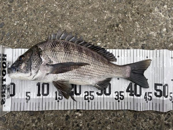 イチノ兄弟、釣果!