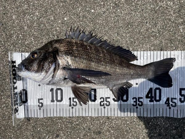 イチノ兄弟、釣果!