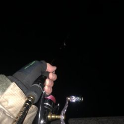 エギング　佐渡遠征⑧