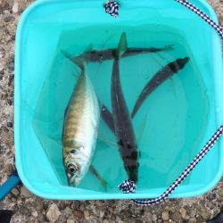 秋のアジ釣り 良型が少し