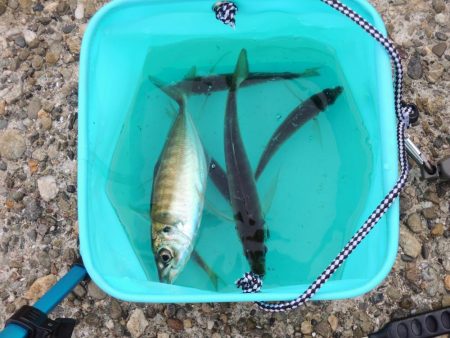 秋のアジ釣り 良型が少し