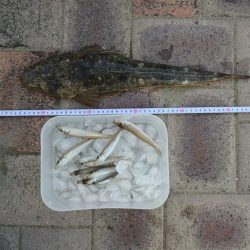 キス釣り　嬉しい外道