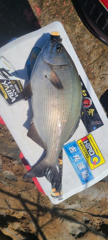 和歌山市江（吉丸渡船）で磯フカセ（1日目）…