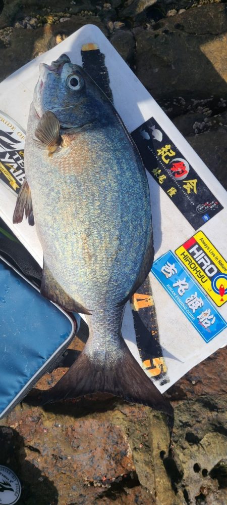 和歌山市江(吉丸渡船)でグレ釣り2日目