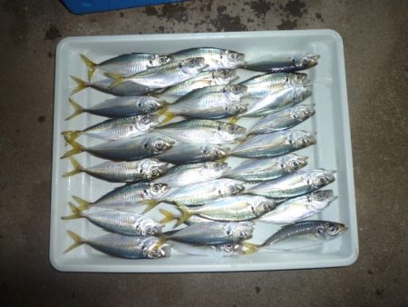 鯵渋い熊毛漁港も