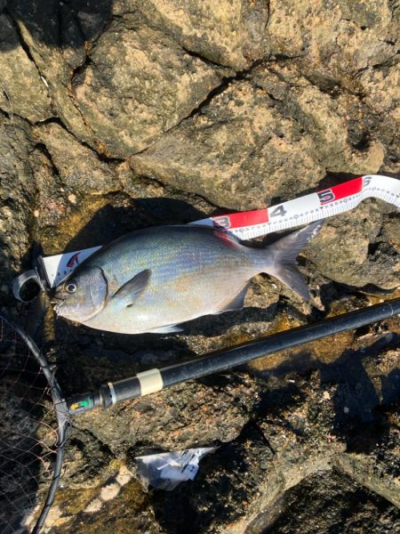 南紀の磯でフカセ釣り