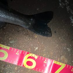 走る走る!青物か?