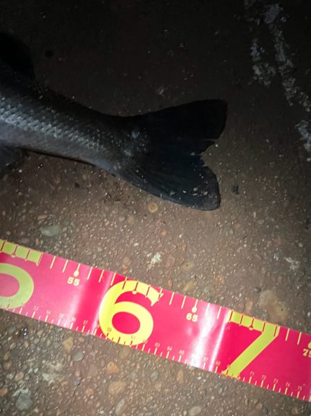 走る走る!青物か?