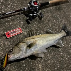 やっぱりゼッパー80s使ってれば間違いない!