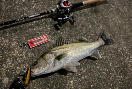 やっぱりゼッパー80s使ってれば間違いない…