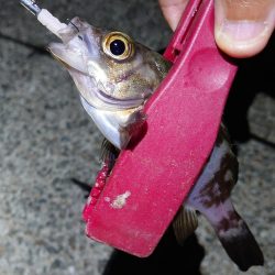 西二見漁港でアジ20センチオーバー