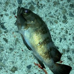 そろそろメバルシーズン