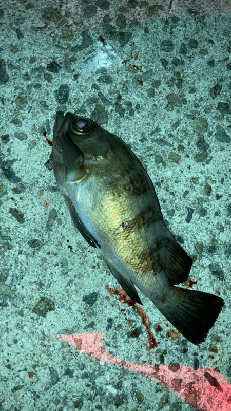 そろそろメバルシーズン