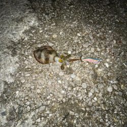 そこそこいい感じに釣れました〜‼️