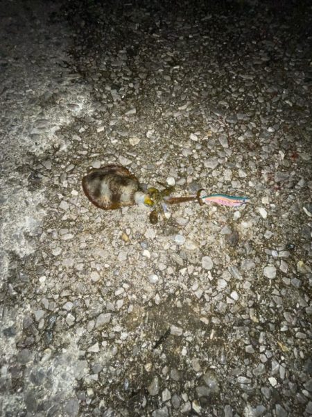 そこそこいい感じに釣れました〜ȃ…