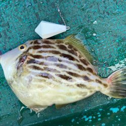 タチウオ&カワハギ