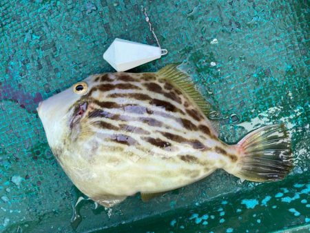 タチウオ&カワハギ