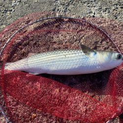 チヌ狙いのはずが?