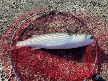 チヌ狙いのはずが?