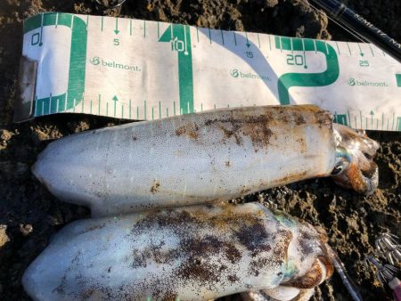 2024 佐渡ヶ島エギング 42回目【11…