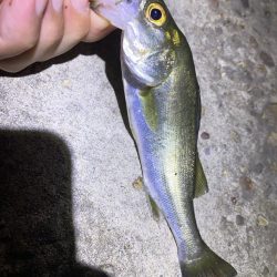 70近いシーバスのエラ洗い炸裂!!