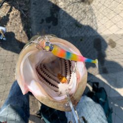 デイシーバスで初めて釣れた!