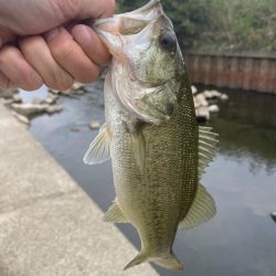 バス釣り