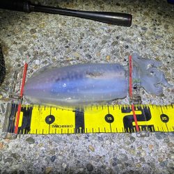 秋🦑 今季最大🦑GET!(^O^)/