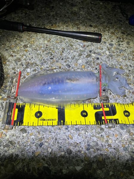 秋🦑 今季最大🦑GET!(^O^)/