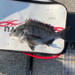 紀州釣り チヌ 11匹