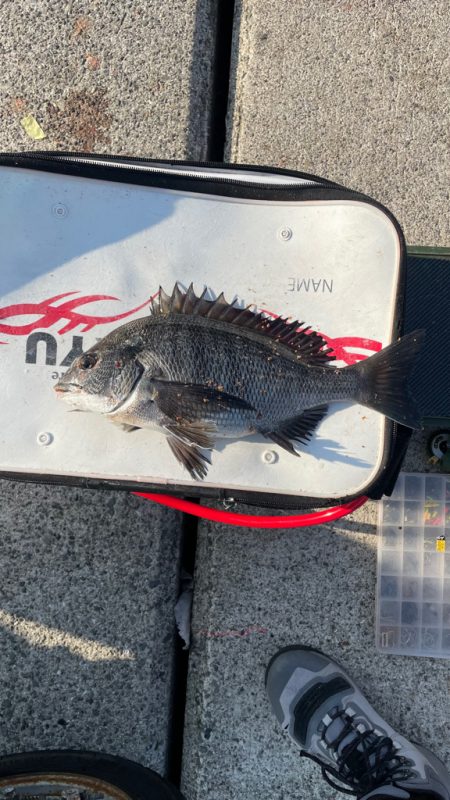 紀州釣り チヌ 11匹