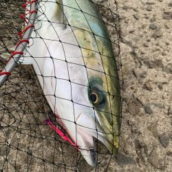 ステラ デビュー!