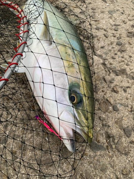 ステラ デビュー!